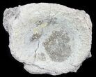 Fossil Brontotherium (Titanothere) Vertebrae - South Dakota #60641-2